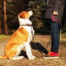 Effortless Control Pet Automatic Telescopic Traction Rope Leash - Killer Products
