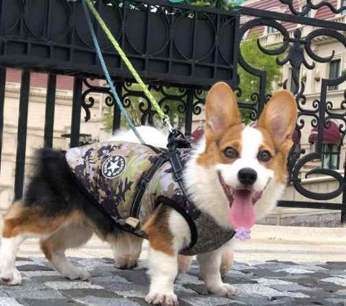 Warm Hooded Pet Dog Clothes for Small Dogs Winter Jackets - Killer Products